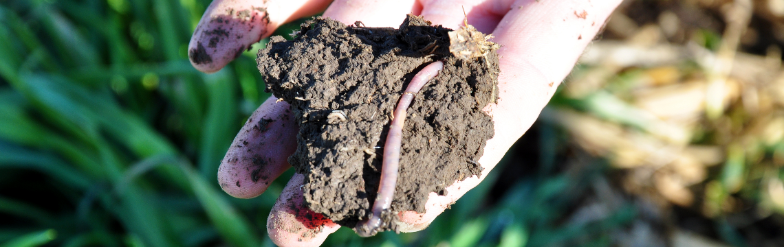 Worms in Soil